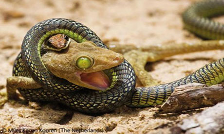 Vahşi Yaşam Fotoğrafları