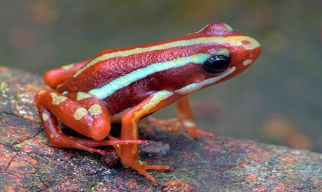 Dünyanın En Zehirli Hayvanları