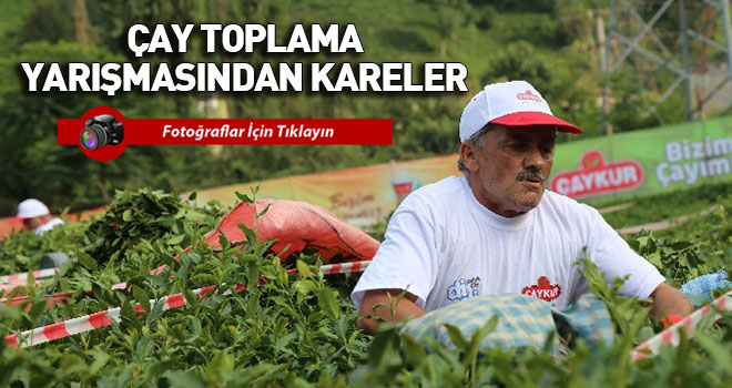 Çay Toplama Yarışmasından Kareler