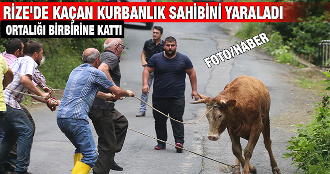 Rize`de Kaçan Kurbanlık Sahibini Yaraladı, Ortalığı Birbirine Kattı