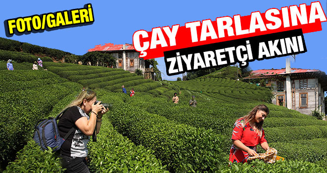Çay Tarlasına Ziyaretçi Akını