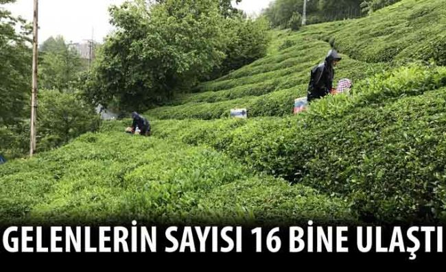 Çay Hasadı İçin Rize'ye Gelenlerin Sayısı 16 Bini Buldu