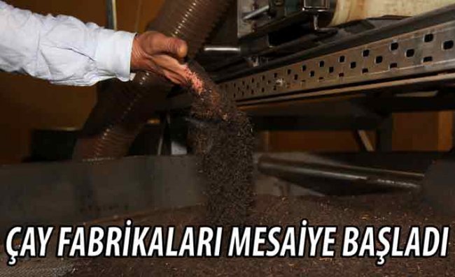 Kısıtlamadan Muaf Tutulan Çay Fabrikalarında Üretim Başladı