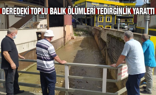Toplu Balık Ölümleri Vatandaşları Endişelendiriyor