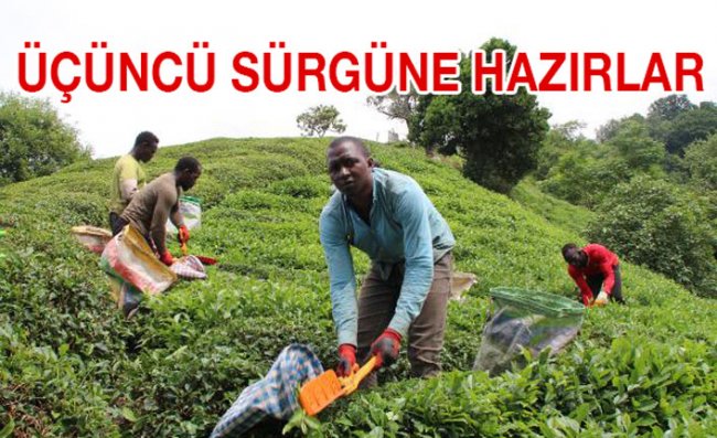 Afrikalı İşçilerden Üçüncü Çay Sürgününe Hazırlık