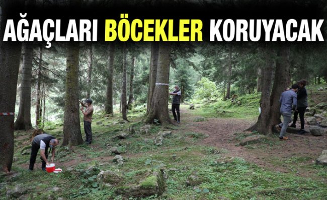 Karadeniz'deki Ladin Ormanlarını Faydalı Böcekler Koruyacak
