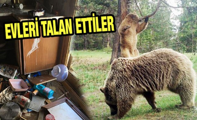 Rize'de Ayılar, 25 Yayla Evine Zarar Verdi