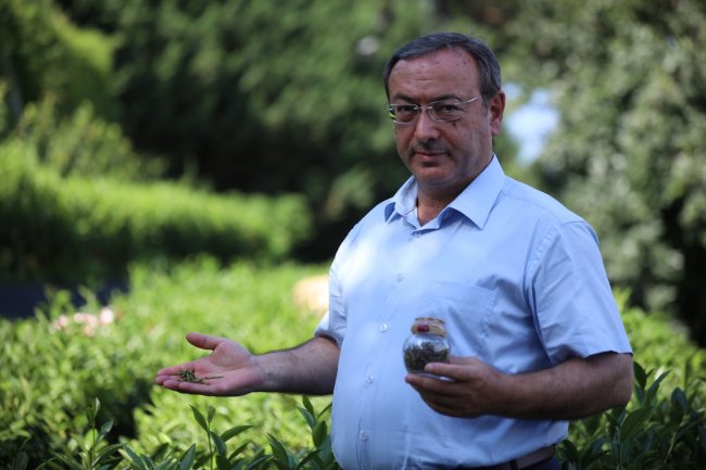 ÇAYKUR'un Beyaz Çay Stokları Pandemide Tükendi