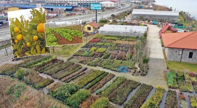 Rize'deki serada 300 farklı tür bitki yetiştiriliyor