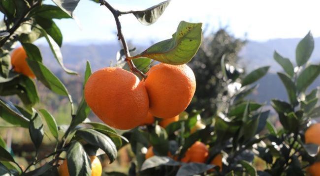 Rize mandalinası 9 çeşidiyle tescillendi
