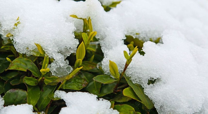 Rize'den ilkbahar karı manzaraları