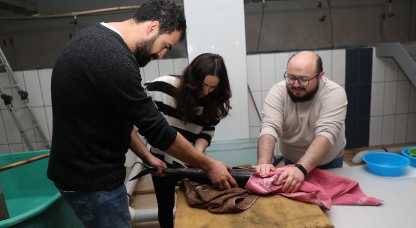 Rize'de, nesli tükenme tehlikesi altındaki Mersin balığının sağımı yapıldı