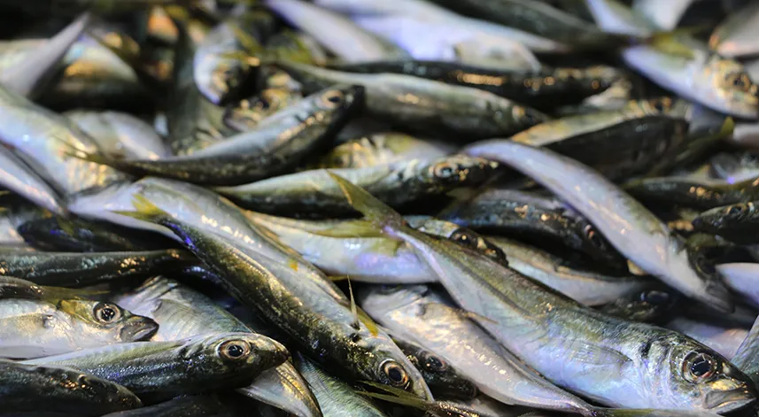 Balıkçılar denizlerin soğumasını bekliyor