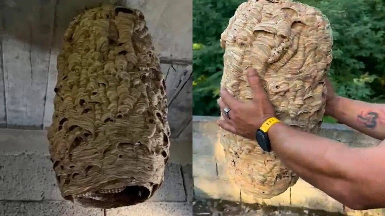 Dev arı yuvası görenleri şaşırttı