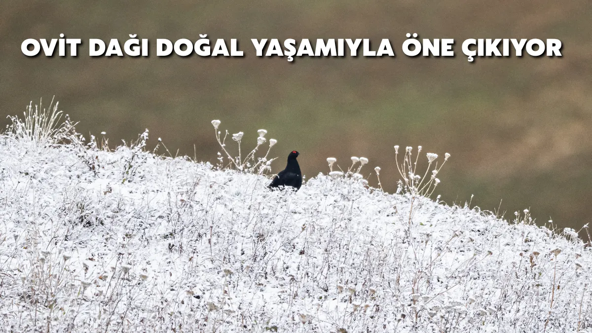 Ovit Dağı doğal yaşamıyla öne çıkıyor