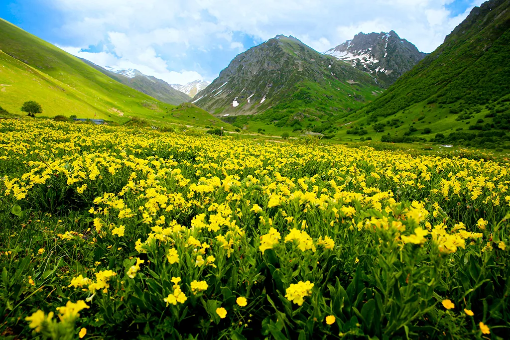 RİZE’NİN ÇİÇEKTE CAN BULAN RENGİ