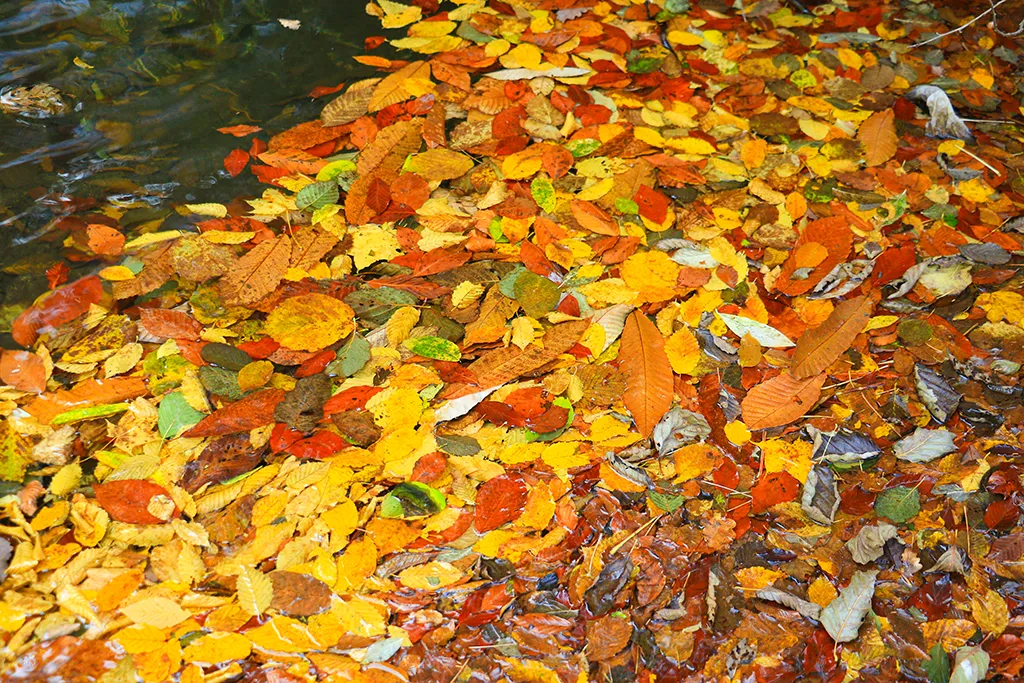 SONBAHARIN EN RENKLİ HALİDİR: RİZE