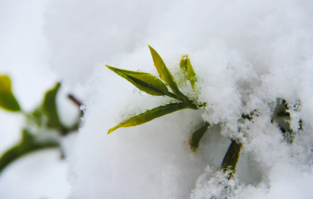 RİZE'NİN RENKLERİ