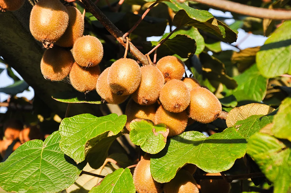 RİZE'NİN RENKLERİ