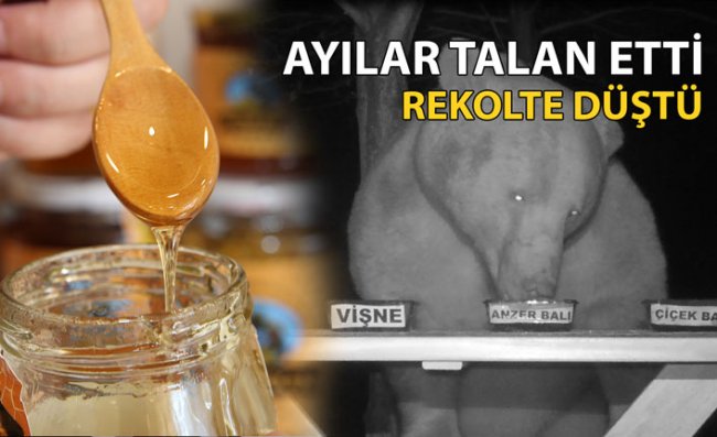 Anzer Balı’nda Rekolte Kaybı Yaşanıyor