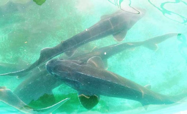 Mersin Balığı’nın 3 Türü Tükendi, Kalan 3 Türü ise 'Kırmızı' Listede