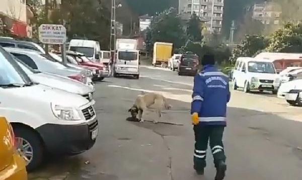 Süpürgesini kaçıran sokak köpeğine ‘o bana zimmetli’ diye seslendi