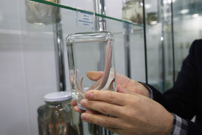 01.02.2018
Recep Tayyip Erdoğan Üniversitesi (RTEÜ) Su Ürünleri Fakültesi araştırma ekibi, dünya bilim literatüründe bulunmayan solucan benzeri balık türü keşfetti. `Deredokuz gözlüsü` adı verilen tür, Su Ürünleri Fakültesi bünyesindeki Balık Müzesinde sergileniyor.