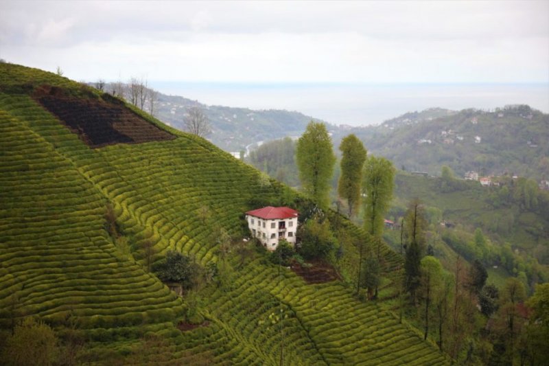 Üç kez gittiğim halde bitiremedim. Coğrafya derslerinde öğrendiğimiz Karadeniz’de dağların denize dik indiğiydi. O dağlar ki bulutların üstüne çıkıyor. O bulutların üstünde ki yaylalarda insanlar yaşıyor. O sis bulutları hep bir acelesi varmış gibi anlık sağa sola uçuşuyor. Bir anda yağmur yağıp bir anda açıyor. Hep bir telaş, hep hızlı. Karadeniz insanı da coğrafyaya ayak uydurmuş. Hızlı konuşuyor. Pratik düşünüyor. Uzun uzun düşünmeye vakit yok. Hep bir canı burnunda. Hep bir esprili. Onların siniri bile güzel. Bir karadeniz fıkrasının içinde yaşar gibi oluyor insan. Ege insanı gibi geniş zamanları yok. Birşey anlatmaya başladığınızda sizi dinlemek için sabrı yok. Cümleleriniz kısa ve net olmalı yoksa bir müddet sonra size olan dikkatleri dağılıyor. Bu bilgiler cebimde, aşık olduğum coğrafyaya doğru yol alıyorum.
