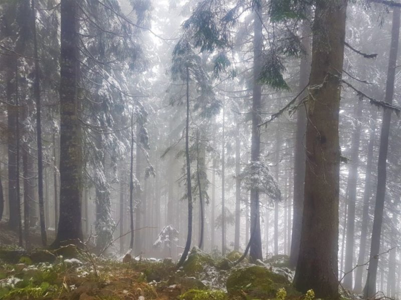 Rize Türkiye’nin kuzeyinde, Karadeniz’in doğusunda yer alıyor. Dolayısıyla eğer yakın şehirlerde değilseniz ha deyince gidebileceğiniz bir şehir değil. Rize şuan arap turistlerin gözdesi olduğu için Rize’ye uçak bileti bulabilmek de mesele. Bulduğunuz bilette pek ucuz olmayacak haliyle. Ben ilk önce Trabzon Havaalanı’na uçuyorum. Oraya biletler hem daha makul fiyatlarda, hem de bulunabiliyor. Havaalanında beni DHA muhabiri Selçuk bey karşılıyor. Trabzon’da hava bulutluyken Rize’ye yol aldıkça yağış başlıyor. Rize’ye daha önce iki kez ağustos ayında gitmiş biri olarak, yağmur yağmasının mevsimle alakasının olmadığını söyleyebilirim. Karadeniz’de bir gün içinde dört mevsimi yaşayabilirsiniz. Rize’ye ilk girişte bizi İyidere ilçesi karşılıyor. İlk gün İyidere’de ki Pileki mağarasını geziyoruz.
