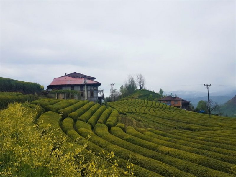 HAREMTEPE (ÇEÇEVA KÖYÜ) GİZLİ BAHÇE - İkinci gün bana Dha muhabiri Emre bey eşlik ediyor. İlk durağımız, Çayeli’nde ki çay bahçeleri ve instagramın ünlü ettiği Gizli Bahçe Evi oluyor. Aradığımız ev Çeçeva Haremtepe Köyü’nde bulunuyor. Yağmur hafif hafif atıştırırken, Çayelin’den öteye gidelum yali yali şeklinde gidiyoruz aynı türküdeki gibi. Navigasyona Gizli Bahçe diye yazarsanız, kaybolmadan nokta atışı yapabilirsiniz. Sahilde ki otobandan saptıktan sonra 8 km daracık köy yollarından tırmanıyorsunuz. Yollar hayli dar. Çoğu yerde iki araç karşılaştığında geçemiyor. Normal araçla gidebilirsiniz. Arabayı bıraktığınız yerden ev gözüküyor. Bir dakika da evin bahçesine inebilirsiniz.