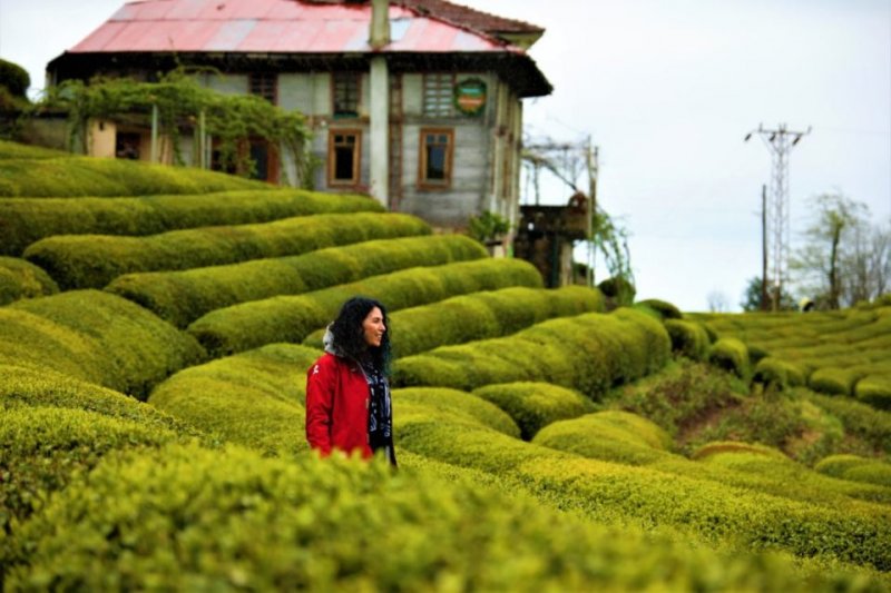 Yağmurlu bir sabah da orada olduğumuz için evin sahipleriyle karşılaşamadık. Çay bahçelerinin arası oldukça balçıktı. Çay bahçesinde dolaşırken fidelerden oldukça ıslanacaksınız. Eğer yağmur varsa ona göre kıyafet seçmelisiniz. Çay bahçesinin de, evinde neden ünlü olduğunu oraya gittiğiniz de anlayacaksınız. Hakikaten kartpostallık bir görüntü oluşturuyor. Karadeniz’de otobanın bir arka sokağına sapsanız her yer çay bahçeleri zaten.