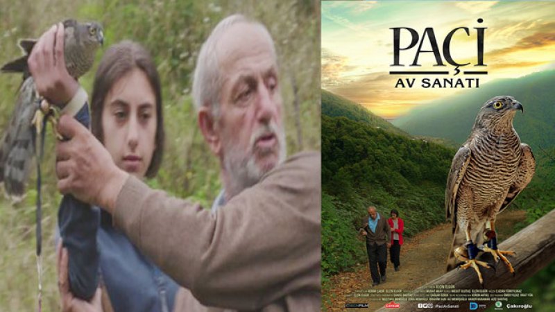 PAÇİ: AV SANATI (2016) - Bir süredir babası tarafından zorlandığı için dedesi ile ıssız bir köyde yaşayan 13 yaşındaki kız Liva'nın bu yerdeki tek eğlencesi cep telefonundaki oyunlardır. Bu köyde ise her yıl kuşların göç zamanlarının yaklaşmasıyla köy hareketlenmeye başlamaktadır. Bölgede oldukça yaygın olan atmacacılık buranın en eski geleneğidir. Birgün dedesi ile atmaca avına çıkan Liva bu gelenek ile tanışır ve Liva için bir dönüm noktası başlar. (Elçin Elgür'ün ilk uzun metrajlı filmi olan Paçi: Av Sanatı'nın çekimleri Rize'de yapıldı)