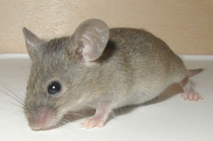 ABD, Ohio'da lisans olmadan fare yakalamak yasaktır.