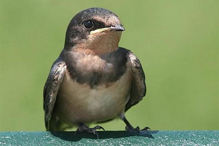 Dünyanın en hızlı kuşu boğazlı kırlangıçtır. 3 saniye süreyle saatte 128 km. sürate ulaşmıştır.