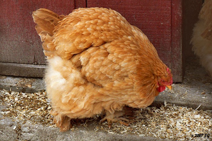 Dünyada insanlardan daha çok tavuk var.