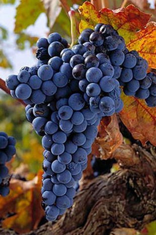 Üzüm mikrodalga fırında patlar.