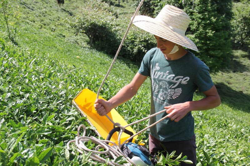 Rizeli kıvrak zekası ile çay toplamayı kolaylaştırdı