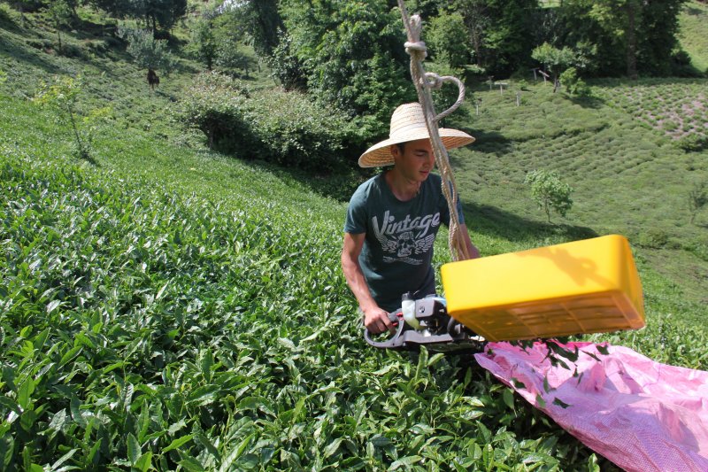 Rizeli kıvrak zekası ile çay toplamayı kolaylaştırdı