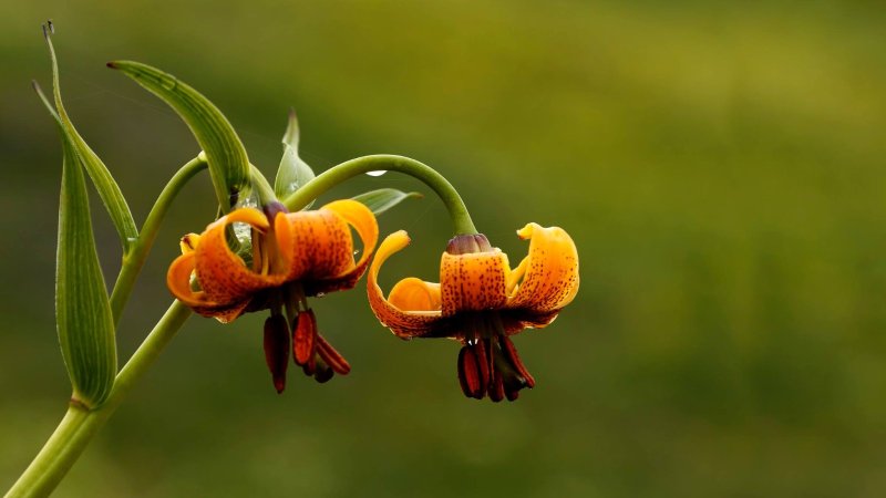Rize’de nereyi görmeliyim?