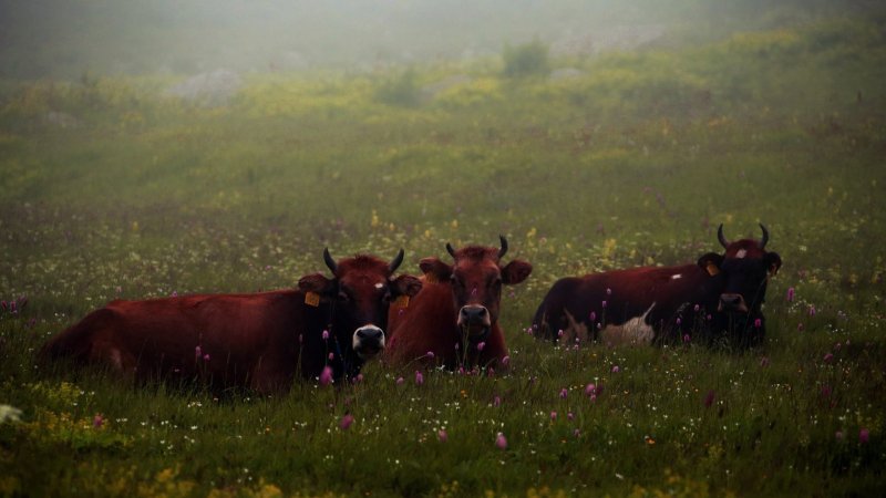 Rize’de nereyi görmeliyim?