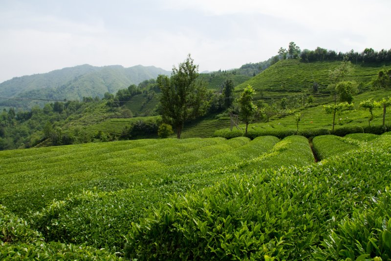 16 MAYIS - ÇAYKUR, havaların ısınması ve yaş çayın belli hasat olgunluğuna ulaşmasının ardından 2022 yılı ilk sürgün alımlarına başladı.