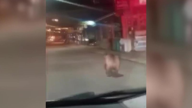 23 TEMMUZ - Rize'nin İyidere ilçesine inen ayı, cep telefonu kamerasıyla kaydedildi.