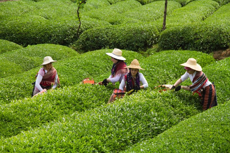 28 EKİM - Doğu Karadeniz'de 46 fabrikayla Türk çay sektörüne yön veren ÇAYKUR, 582 bin 497 tonla 2022 yılı yaş çay alım kampanyasını tamamladı.