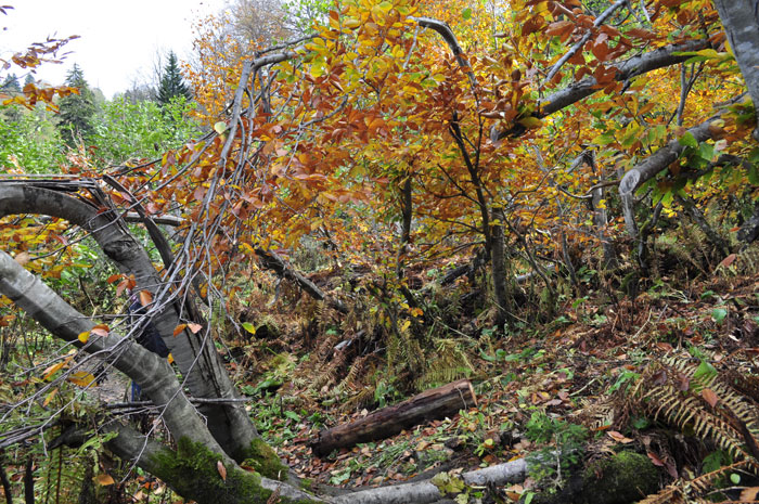 Artvin Karagöl Gezisinden bir sonbahar manzarası...