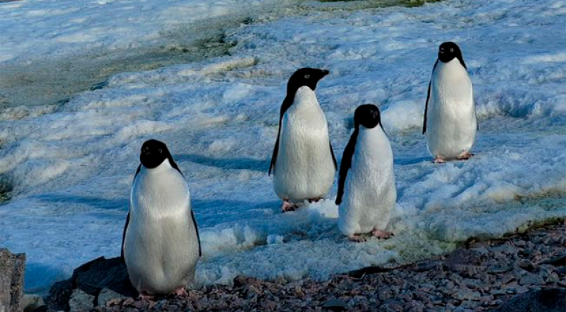 Antarktika'daki bilim insanları yurda döndü