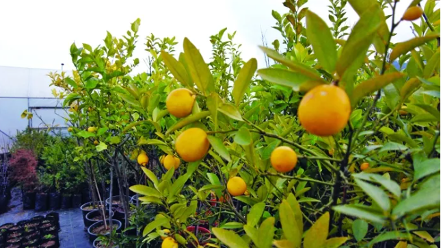 Rize'deki serada 300 farklı tür bitki yetiştiriliyor