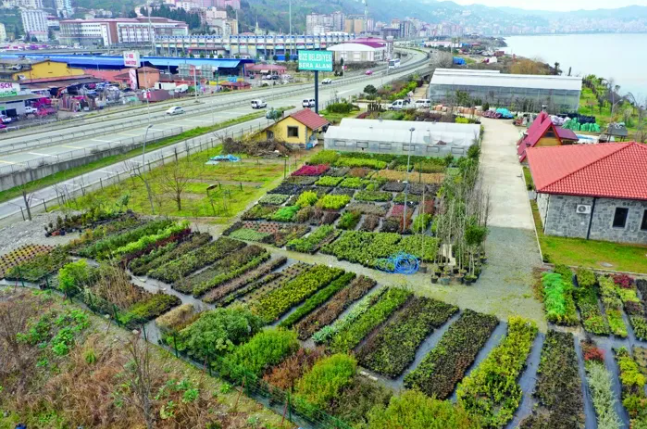 Rize'deki serada 300 farklı tür bitki yetiştiriliyor