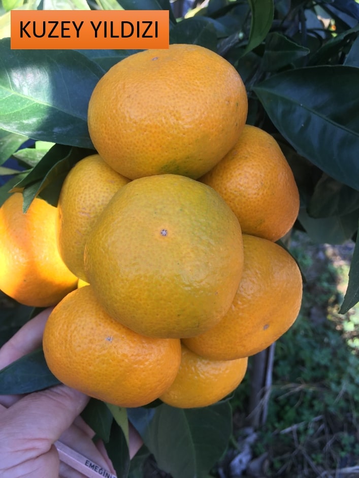 Rize mandalinası 9 çeşidiyle tescillendi