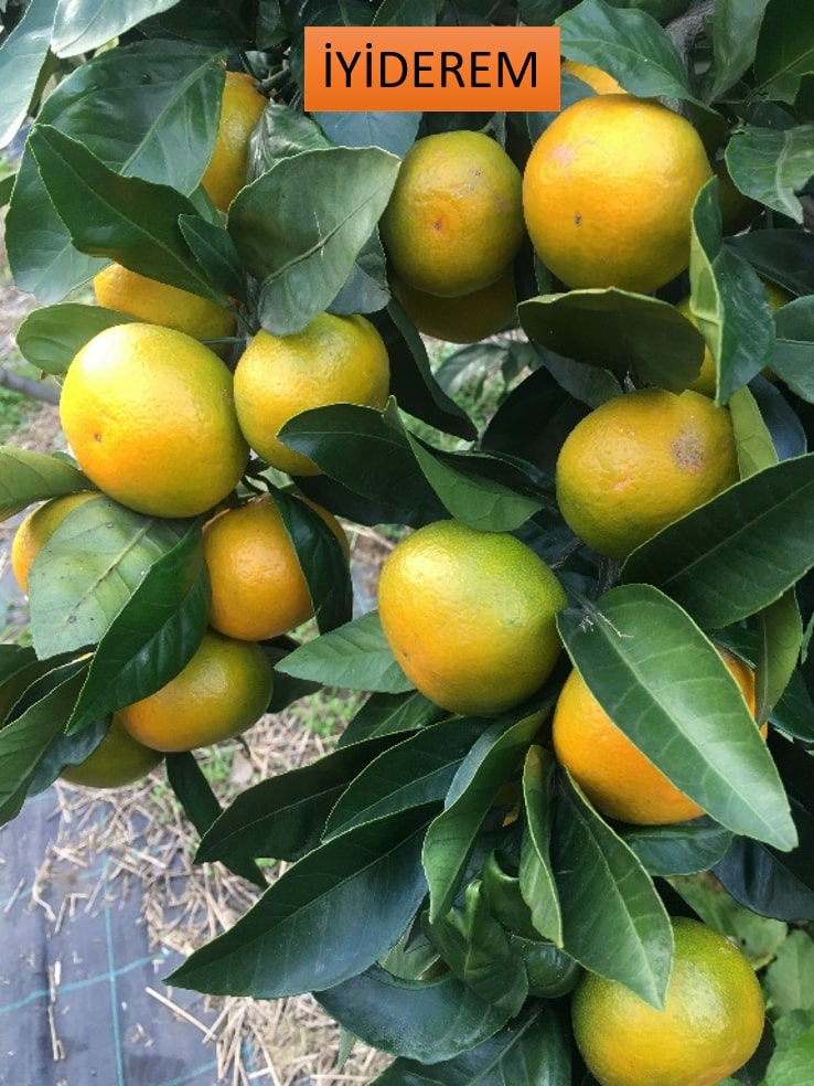 Rize mandalinası 9 çeşidiyle tescillendi