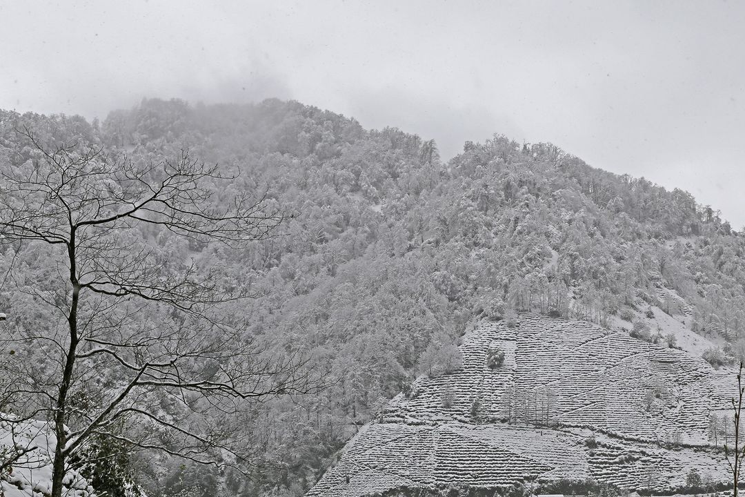 Rize'den ilkbahar karı manzaraları